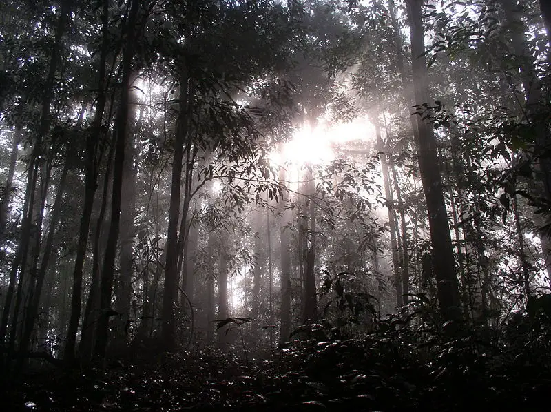 File:Dawn in Borneo.jpg