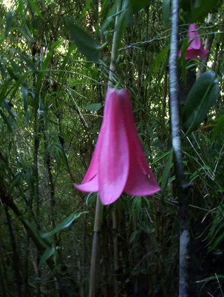 File:Lapageria rosea.jpg