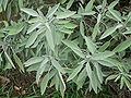 Thumbnail for version as of 15:41, 20 August 2007
