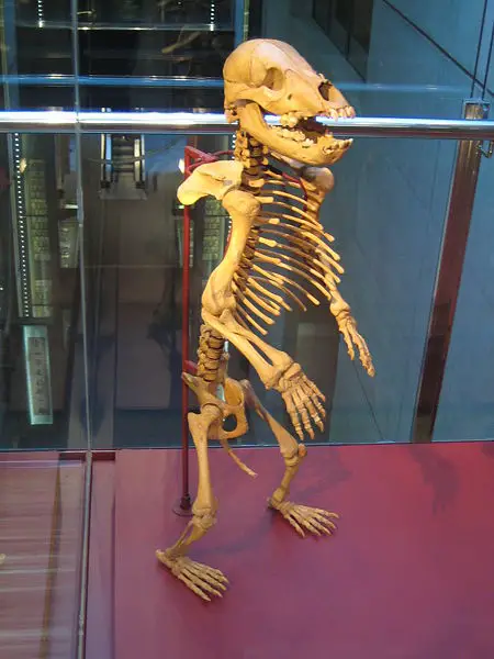 File:Ursus spelaeus juvenile.jpg