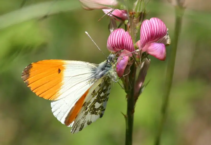 File:AnthocharisCardamines 2002Z.jpg
