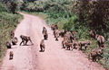 Thumbnail for version as of 17:17, 30 June 2006