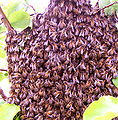 Thumbnail for version as of 13:30, 14 June 2007