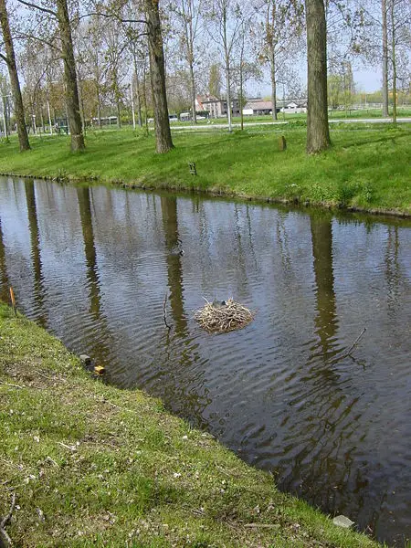 File:Coot-nest-on-canal.jpg