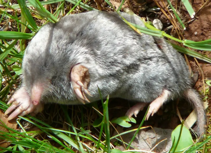 File:DeadMole1.png