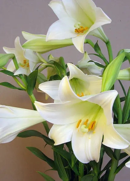 File:Lilium longiflorum.jpg