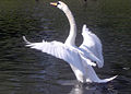 Thumbnail for version as of 20:44, 30 January 2009