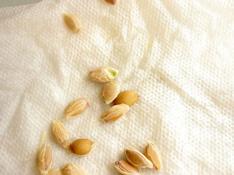 File:Orangeseeds.jpg