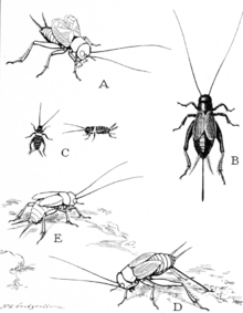 The common black cricket, Gryllus assimilis