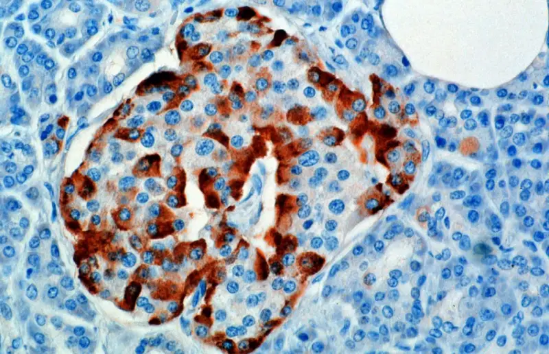File:Glucagon rednblue.png