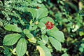 Thumbnail for version as of 00:06, 2 November 2006