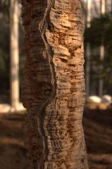 Cork - New World Encyclopedia