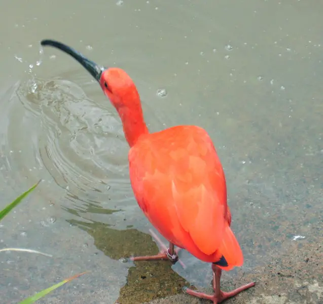 File:Scarletibis tj.jpg
