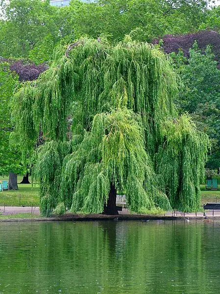 File:Willow.jpg