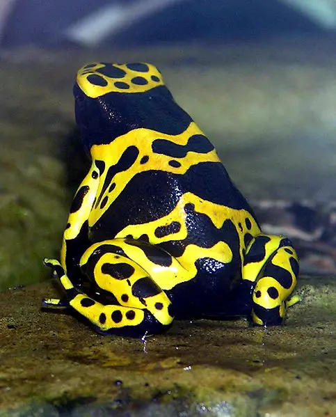 File:Yellow-banded.poison.dart.frog.arp.jpg