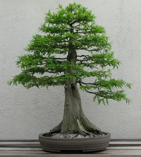 File:Bald Cypress, 1987-2007.jpg