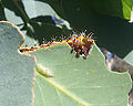 Thumbnail for version as of 11:17, 2 July 2006
