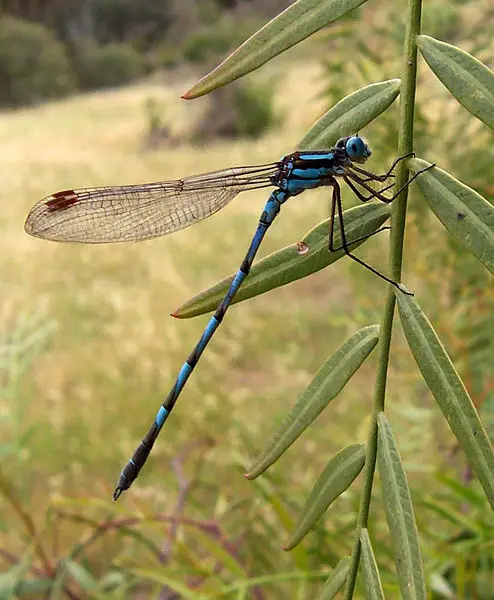 File:Common blue damselfly02.jpg
