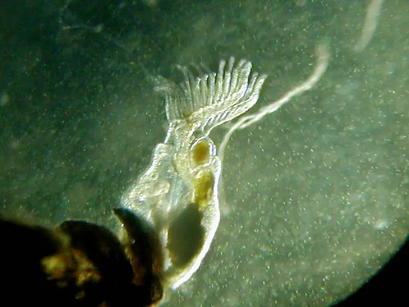 File:Freshwater Bryozoan234.JPG