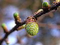 Thumbnail for version as of 22:25, 22 August 2006