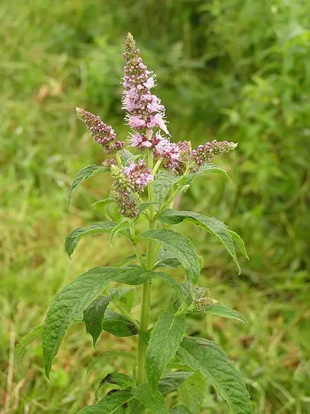 File:Mentha longifolia 2005.08.02 09.53.56.jpg