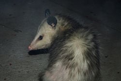 Virginia Opossum Didelphis virginiana