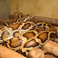 Indian python, Python molurus