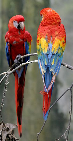 File:Scarlet Macaw.jpg