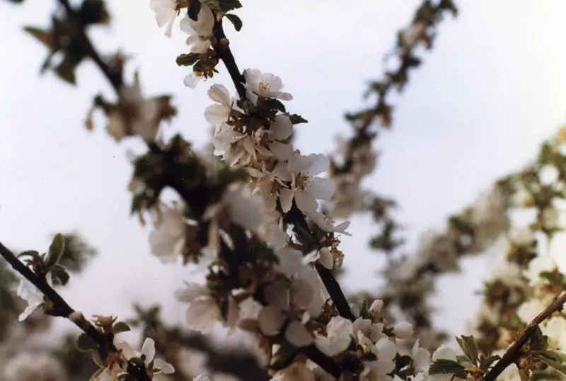 File:Flowers around Seoul 6.jpg