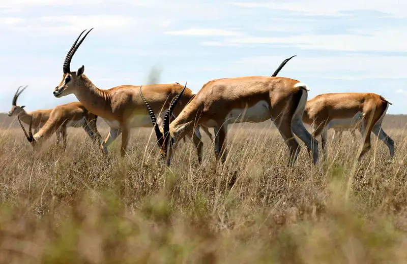 File:Grant's-gazelle.jpg