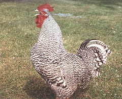 Chickens are a well-known member of this ancient clade
