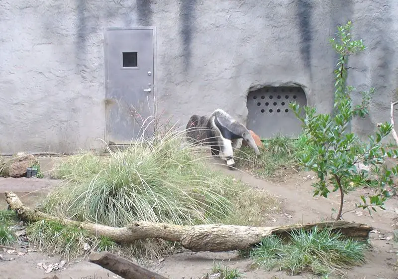 File:SacramentoZooAnteater.jpg