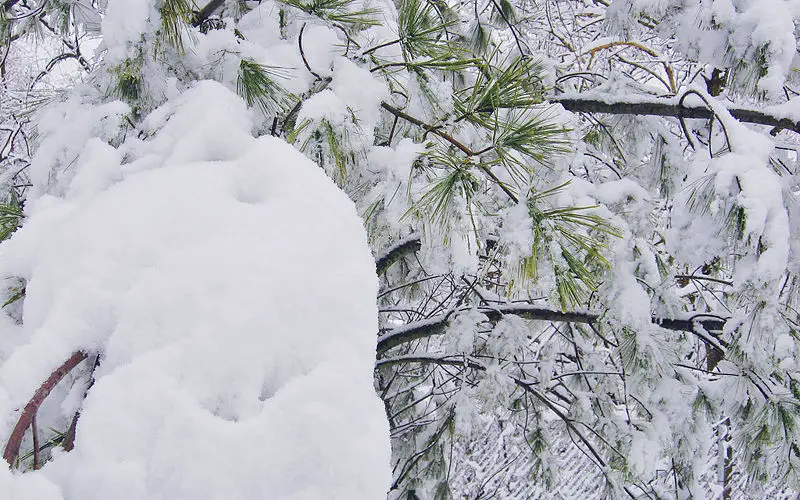 File:Snoweverywhere.jpg