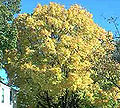 Thumbnail for version as of 19:27, 13 May 2006