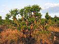 Thumbnail for version as of 22:34, 11 December 2008