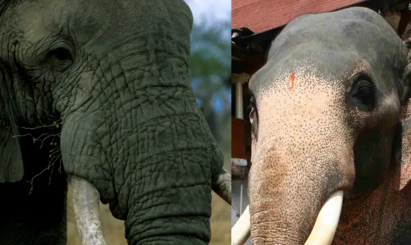 File:African-Asian-Elephant-Skin1.png