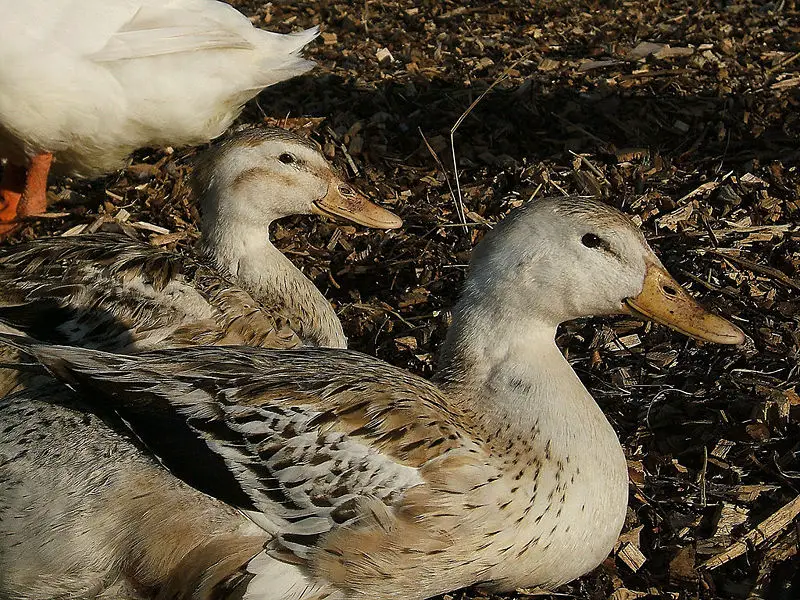 File:Brown Ducks.JPG