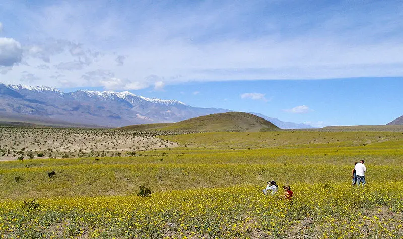 File:Deathvalleywildflowers.jpg