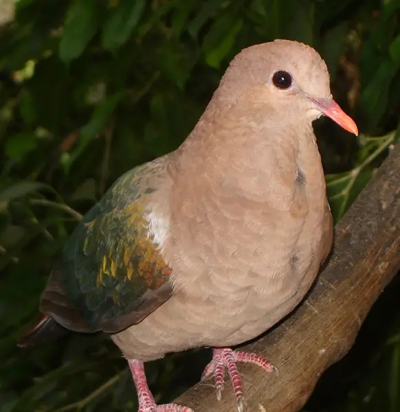 File:Emerald Dove.JPG