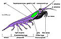 Thumbnail for version as of 23:58, 5 April 2007