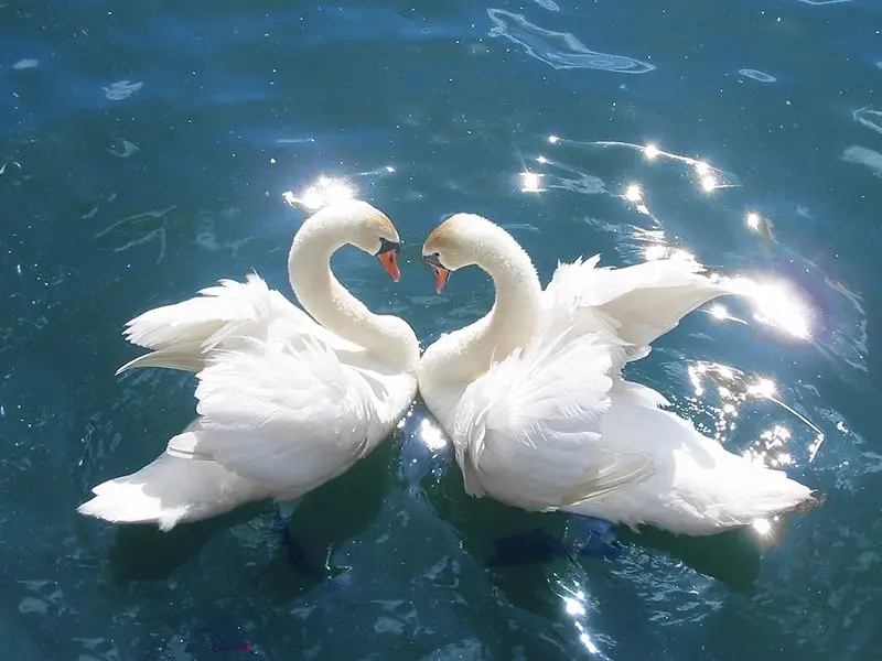File:SwansCygnus olor.jpg