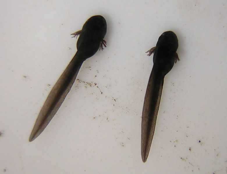 File:Tadpoles 10 days.jpg