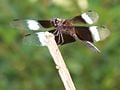 A Perched Dragonfly.jpg