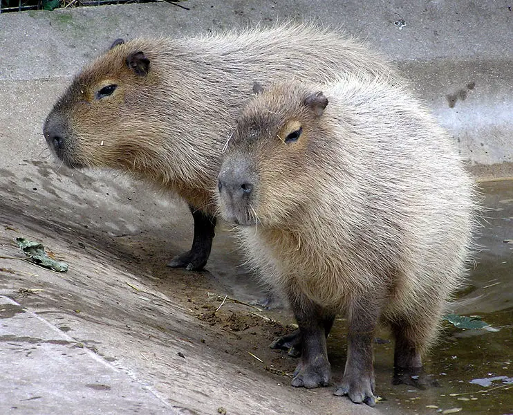 File:Bristol.zoo.capybara.arp.jpg