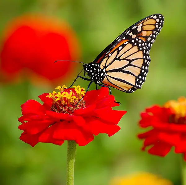 File:Danaus plexippus croped.JPG