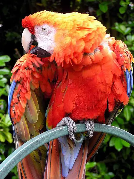 File:Parrot.red.macaw.1.arp.750pix.jpg