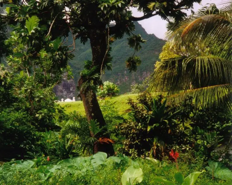 File:Rainforest Fatu Hiva.jpg