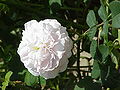 Thumbnail for version as of 14:49, 10 June 2006