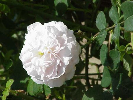 Rose - New World Encyclopedia