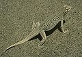 Thumbnail for version as of 01:18, 11 August 2007